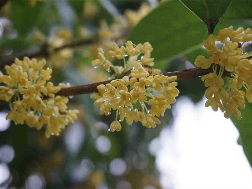 IFF桂花香精：饮料界的甜美搭档